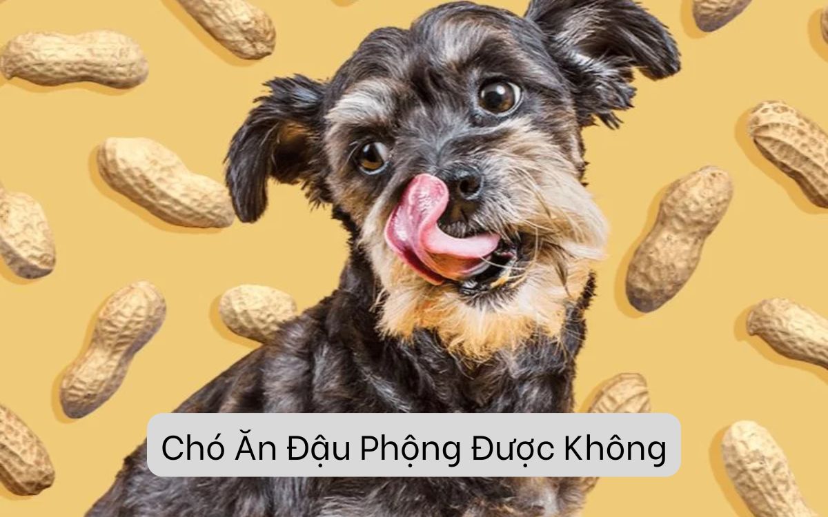 Chó Ăn Đậu Phộng Được Không