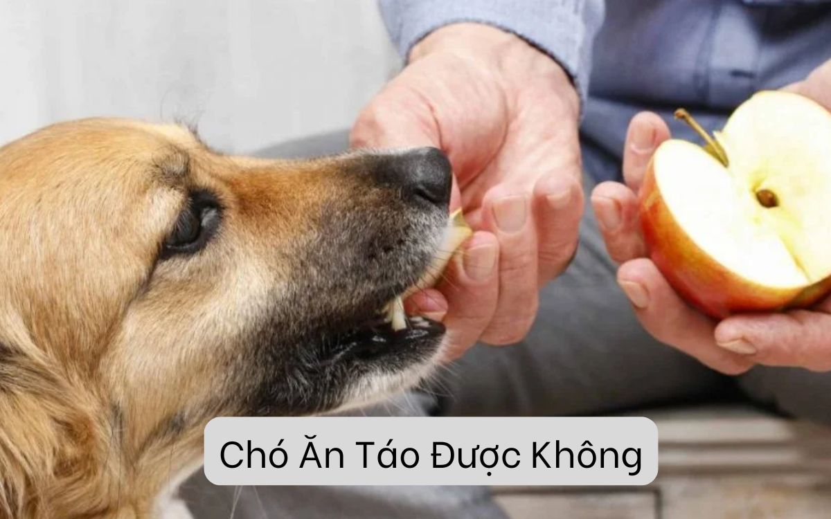 Chó Ăn Táo Được Không? Cảnh Báo Và Lợi Ích Bạn Cần Hiểu