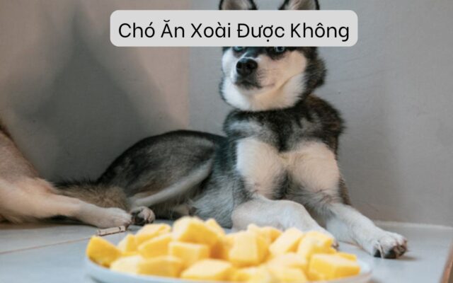 Chó Ăn Xoài Được Không? Kiến Thức Quan Trọng Cho Chủ Nuôi