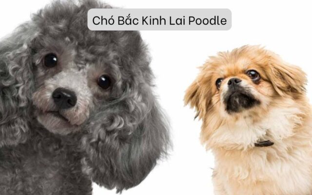 Chó Bắc Kinh Lai Poodle: Lý Do Nên Chọn Nuôi Giống Chó Lai Này