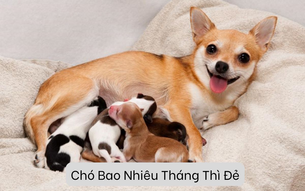 Chó Bao Nhiêu Tháng Thì Đẻ: Độ Tuổi Lý Tưởng Để Chó Sinh Sản