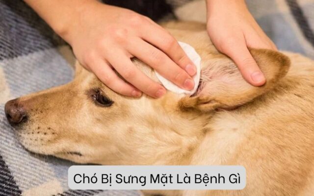 Chó Bị Sưng Mặt Là Bệnh Gì? Dấu Hiệu Và Cách Điều Trị