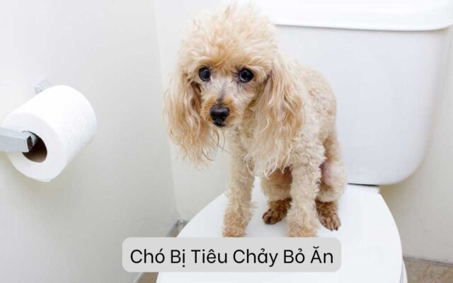 Chó Bị Tiêu Chảy Bỏ Ăn: Làm Sao Để Chăm Sóc Và Điều Trị Hiệu Quả?