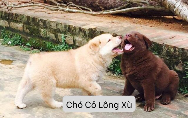 Chó Cỏ Lông Xù: Giống Chó Dễ Thương Và Trung Thành