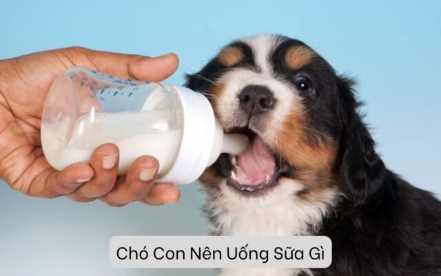 Chó Con Nên Uống Sữa Gì? Lựa Chọn Tốt Nhất Cho Sự Phát Triển Khỏe Mạnh