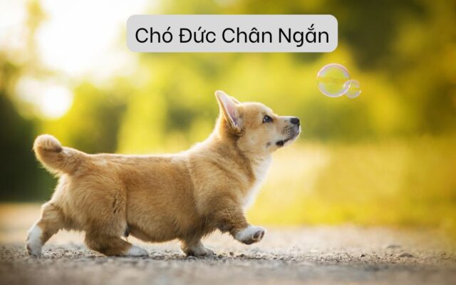 Chó Đức Chân Ngắn – Giống Chó Năng Động Và Trung Thành