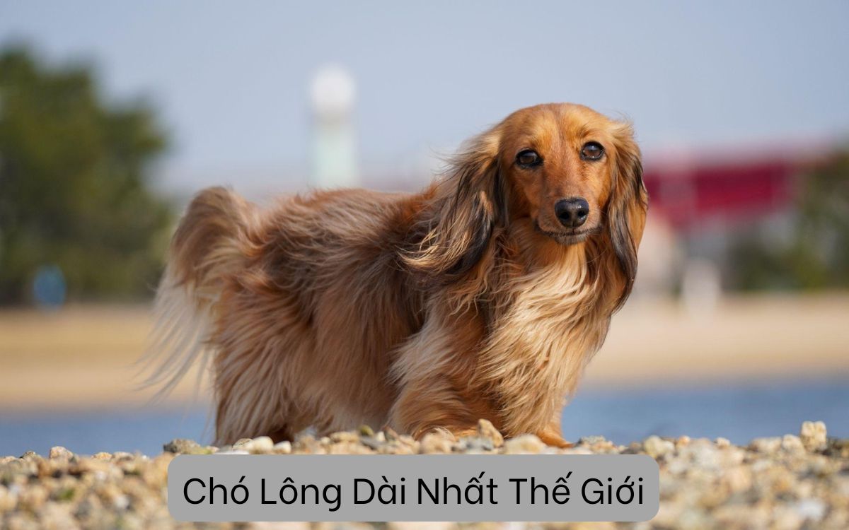 Chó Lông Dài Nhất Thế Giới