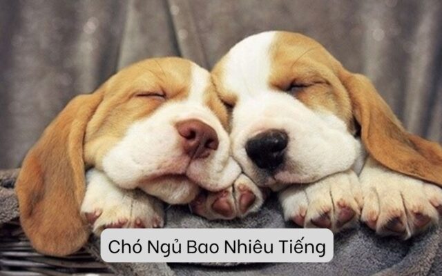 Chó Ngủ Bao Nhiêu Tiếng Và Tại Sao Lại Quan Trọng?