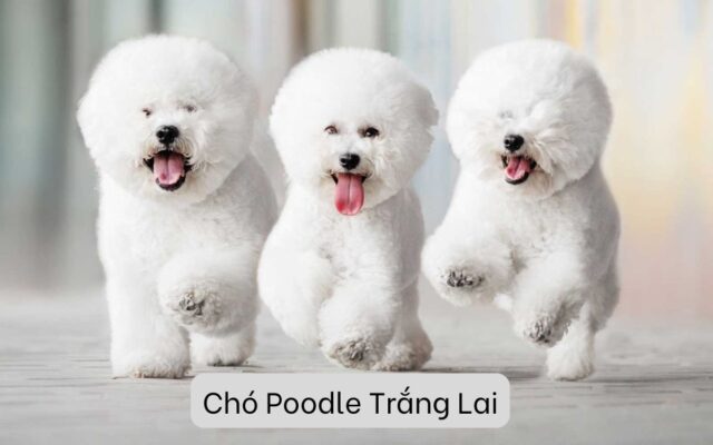 Chó Poodle Trắng Lai: Đặc Điểm Ngoại Hình Và Tính Cách Nổi Bật