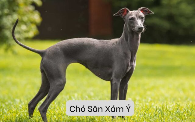 Chó Săn Xám Ý: Giống Chó Nhanh Nhẹn và Dũng Mãnh