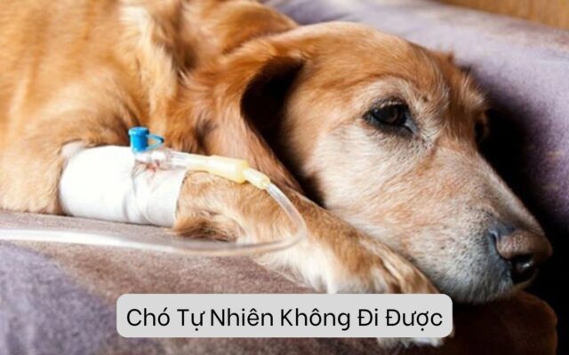 Chó Tự Nhiên Không Đi Được: Những Lý Do Có Thể Bạn Chưa Biết