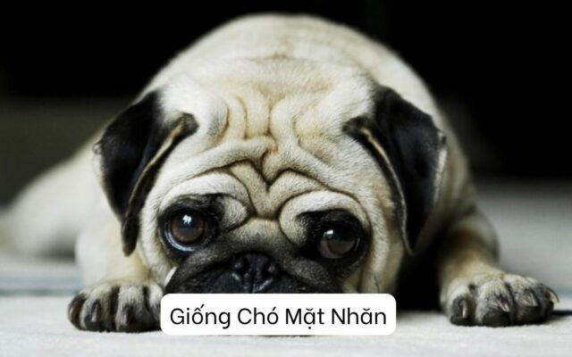 Giới Thiệu Những Giống Chó Mặt Nhăn Nổi Tiếng