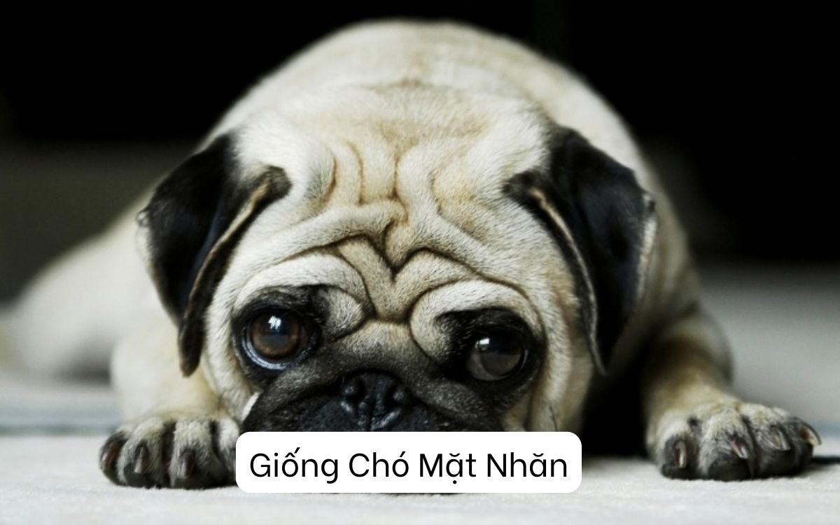 Giống Chó Mặt Nhăn