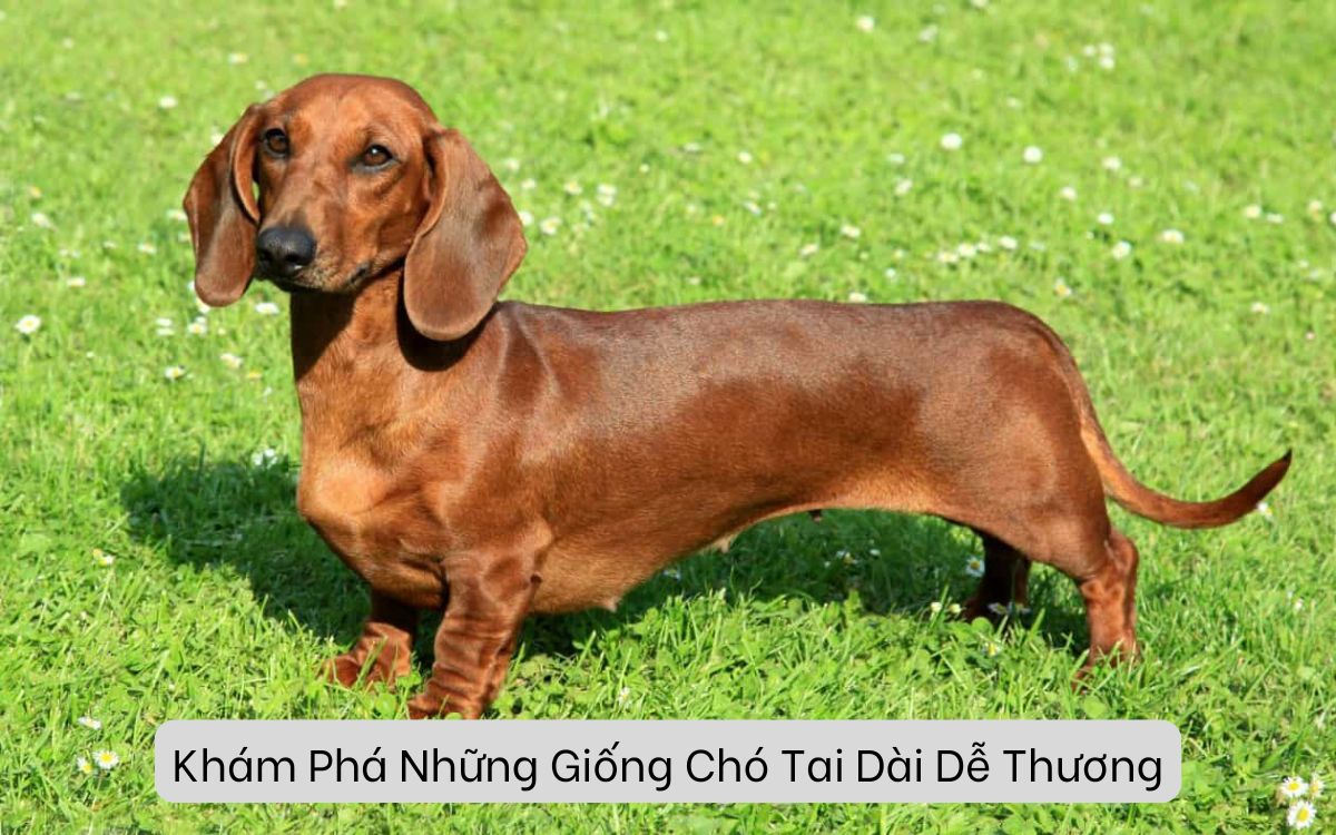 Khám Phá Những Giống Chó Tai Dài Dễ Thương