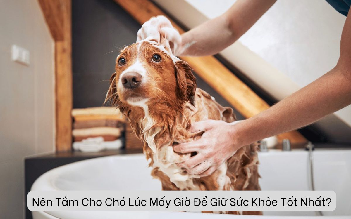 Nên Tắm Cho Chó Lúc Mấy Giờ Để Giữ Sức Khỏe Tốt Nhất?