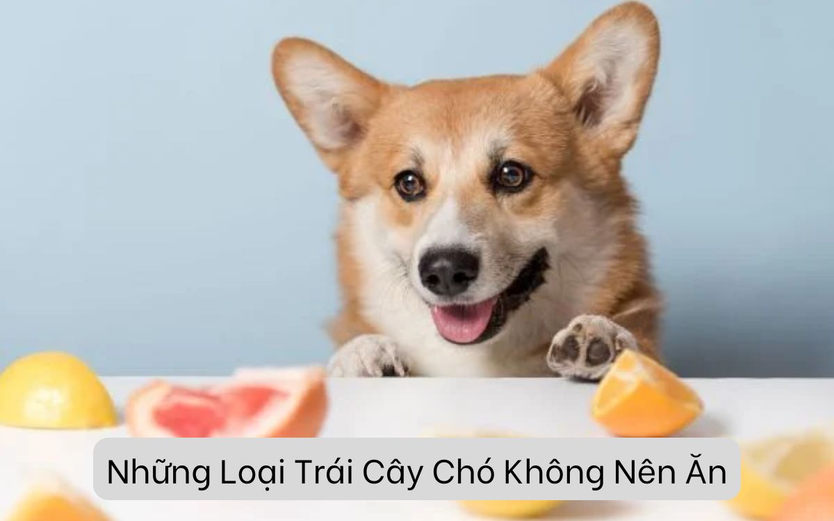 Những Loại Trái Cây Chó Không Nên Ăn Và Tại Sao