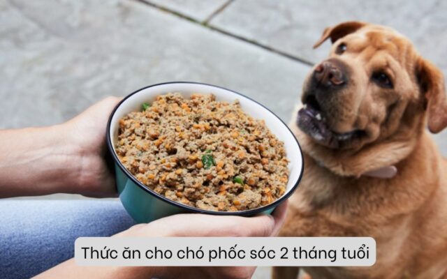 Hướng dẫn chọn thức ăn cho chó phốc sóc 2 tháng tuổi