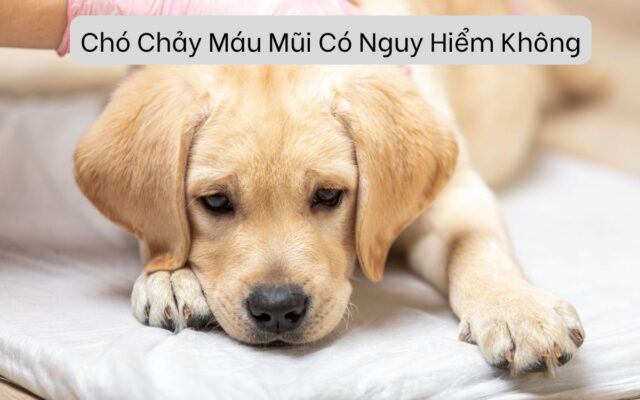 Chó Chảy Máu Mũi Có Nguy Hiểm Không? Nguyên Nhân và Cách Xử Lý